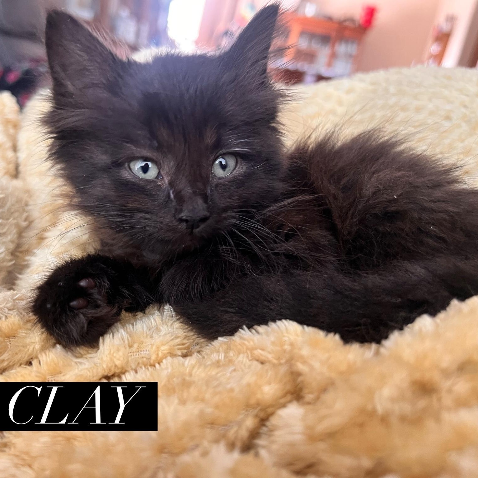 Clay