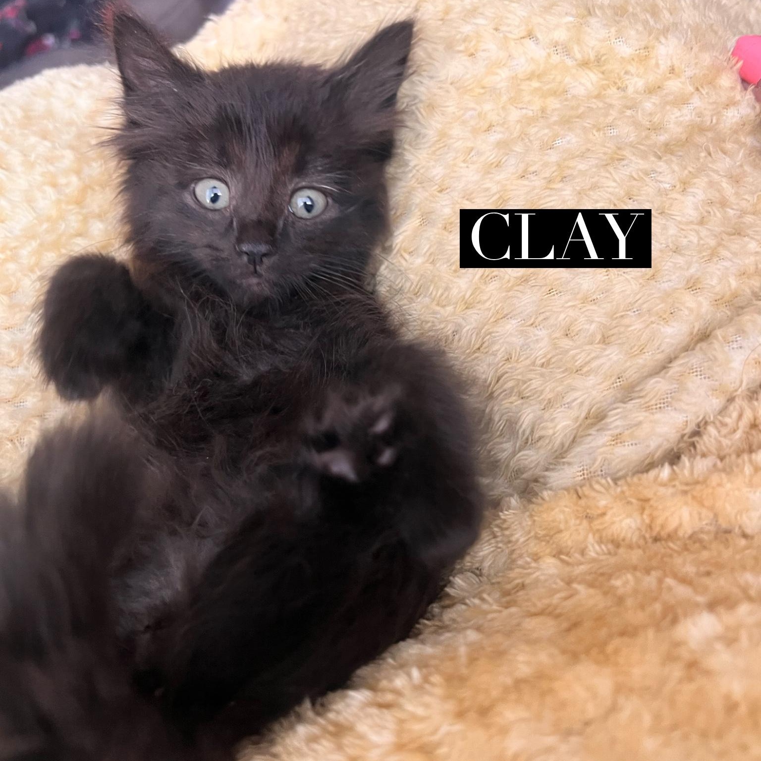 Clay