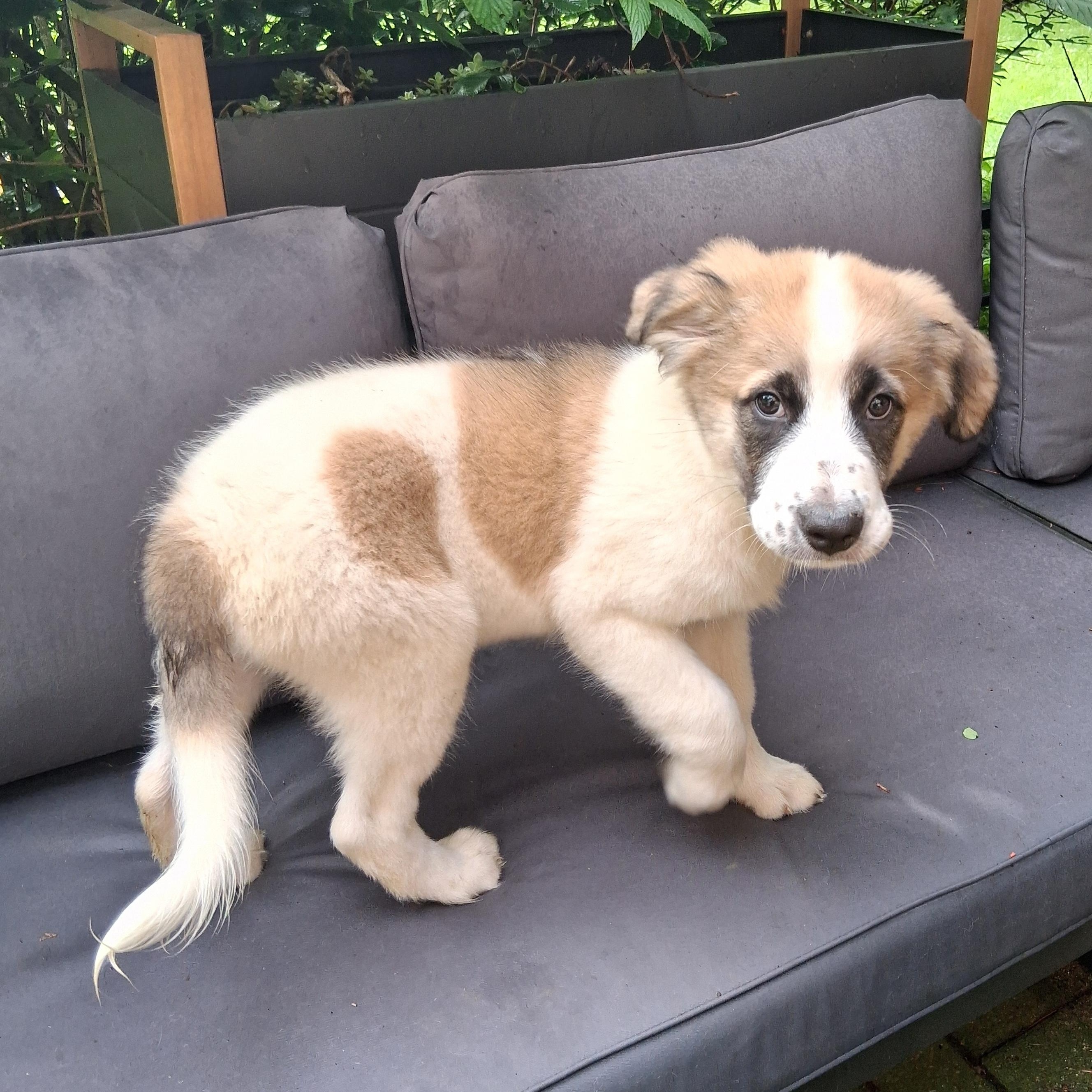 Puppy 2, a ADOPTABLE mixed breed in North Jackson, OH image 5/6