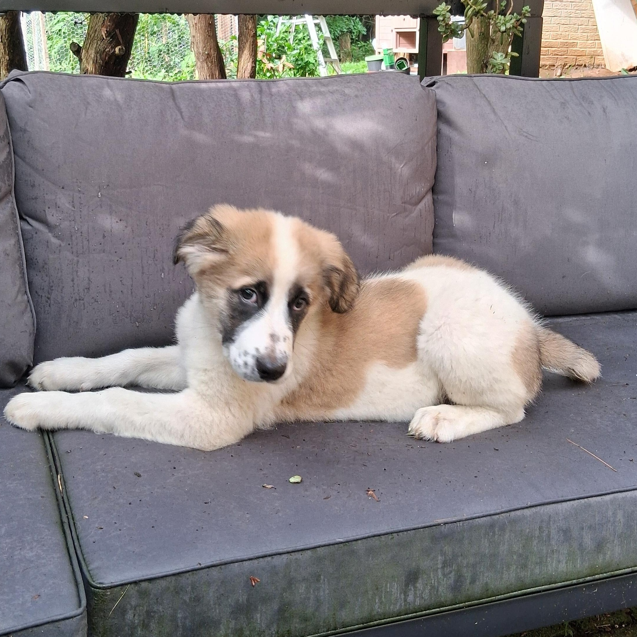 Puppy 2, a ADOPTABLE mixed breed in North Jackson, OH image 6/6