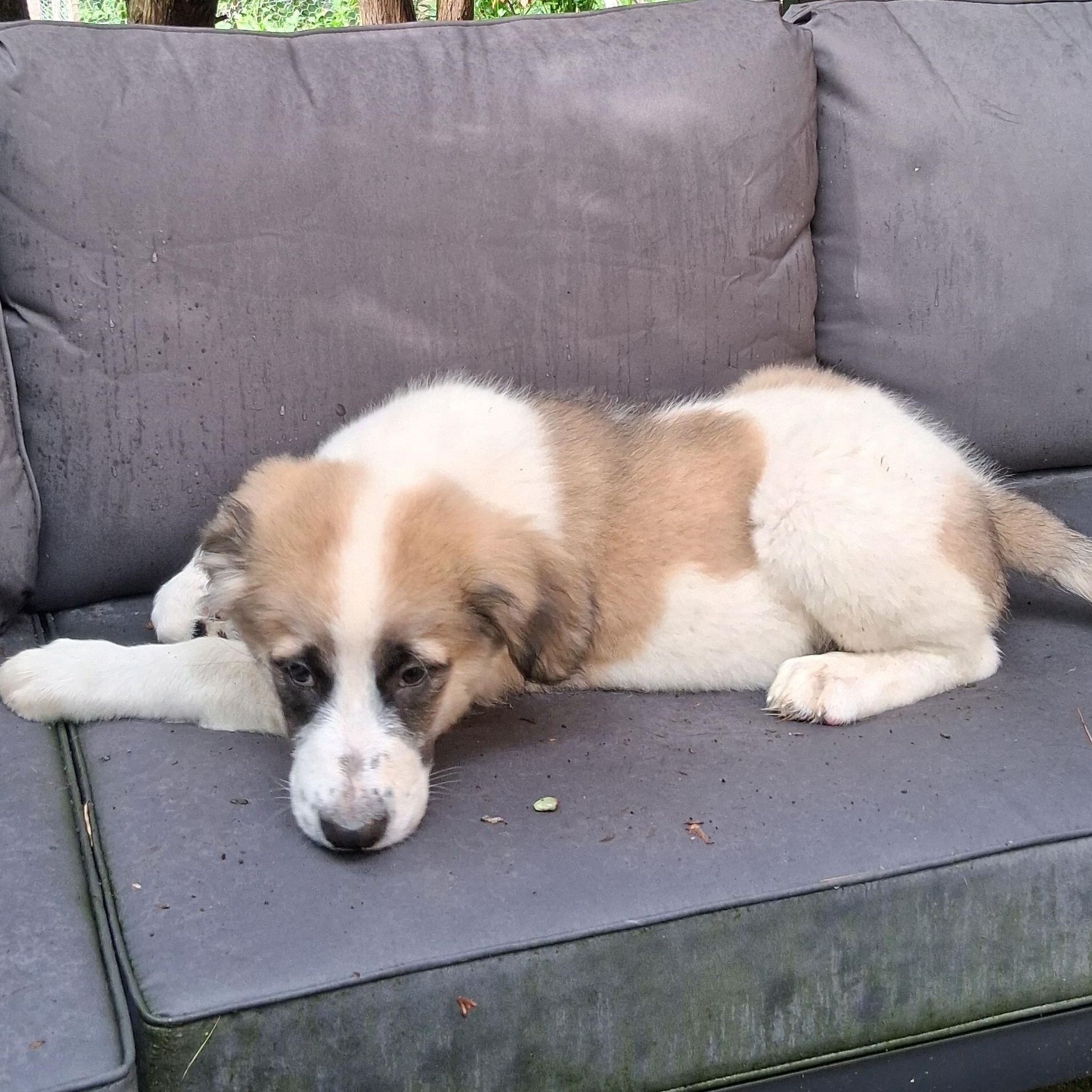 Puppy 2, a ADOPTABLE mixed breed in North Jackson, OH image 3/6