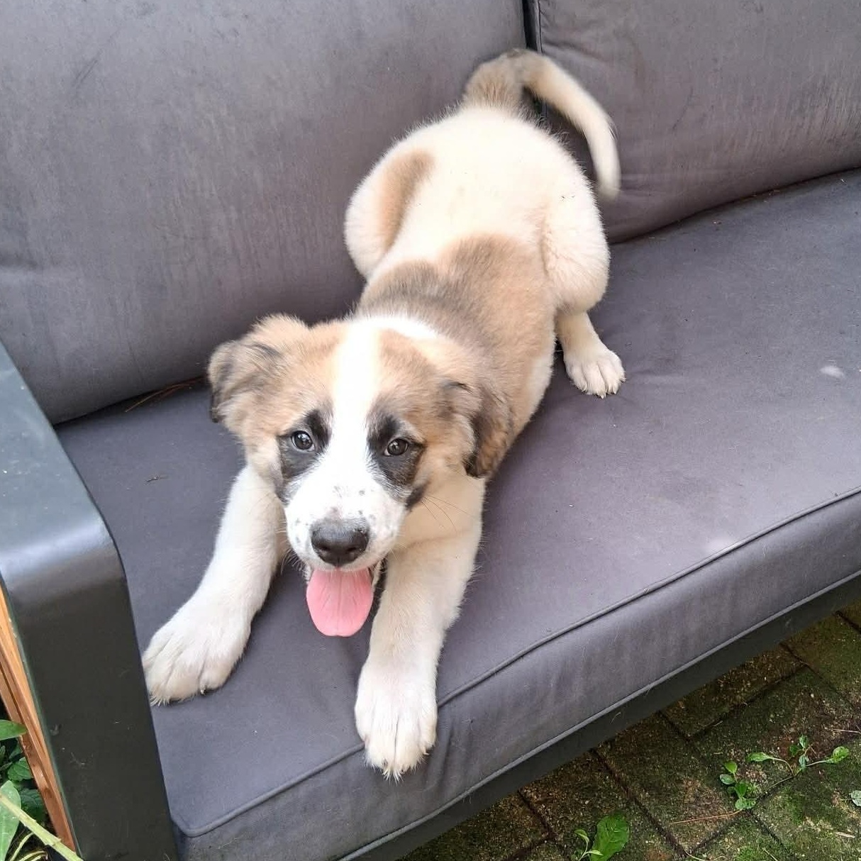 Puppy 2, a ADOPTABLE mixed breed in North Jackson, OH image 1/6
