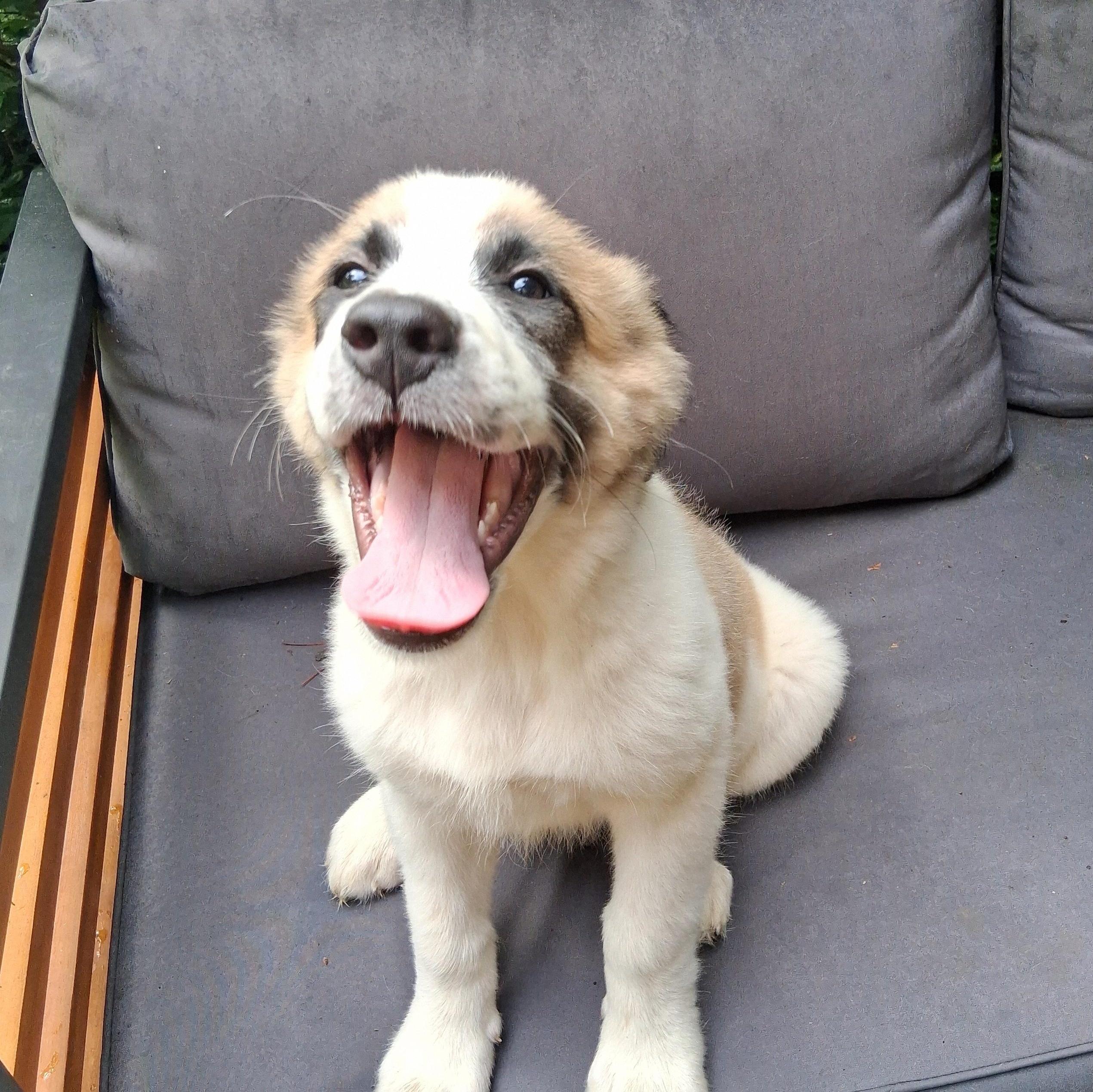 Puppy 2, a ADOPTABLE mixed breed in North Jackson, OH image 2/6