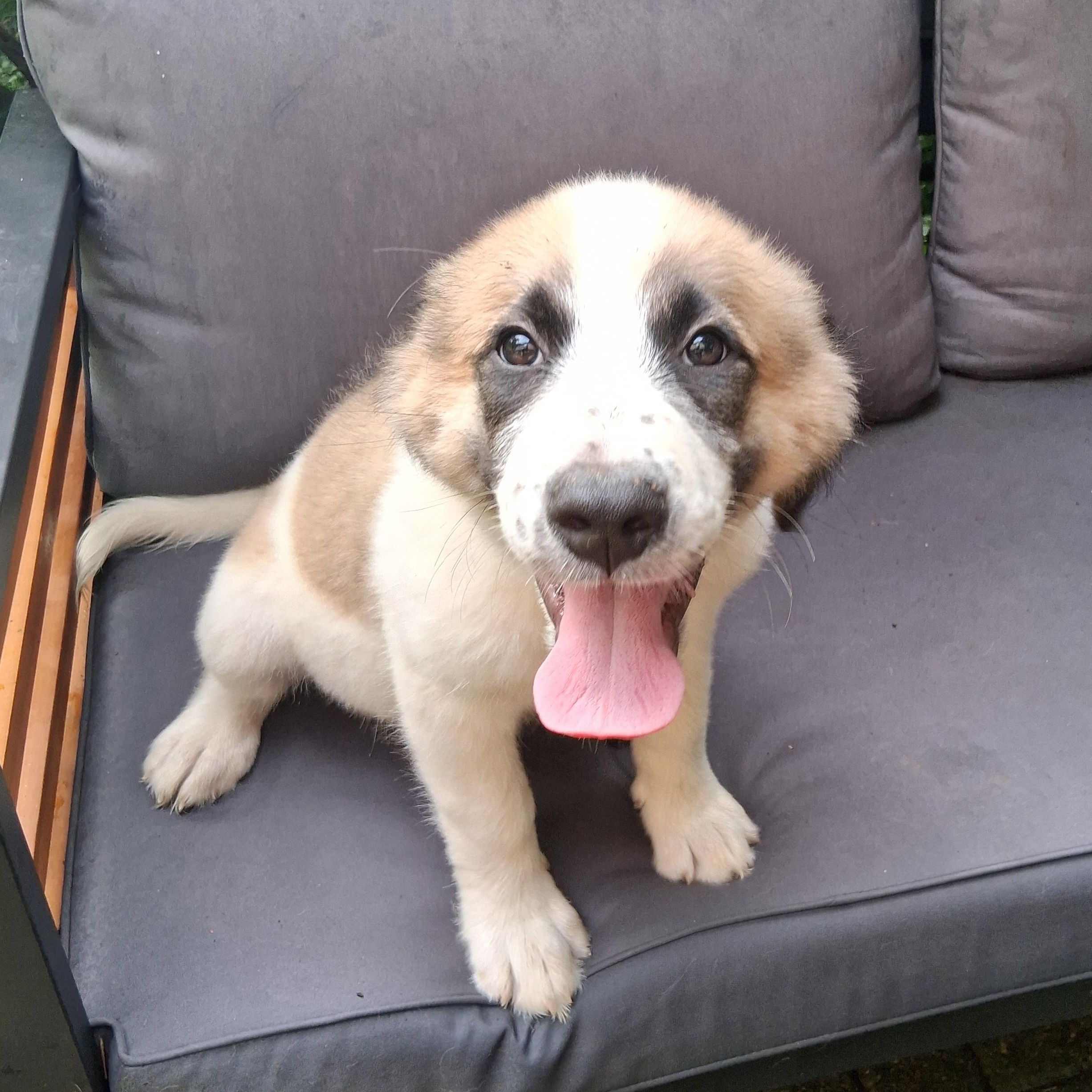 Puppy 2, a ADOPTABLE mixed breed in North Jackson, OH image 4/6