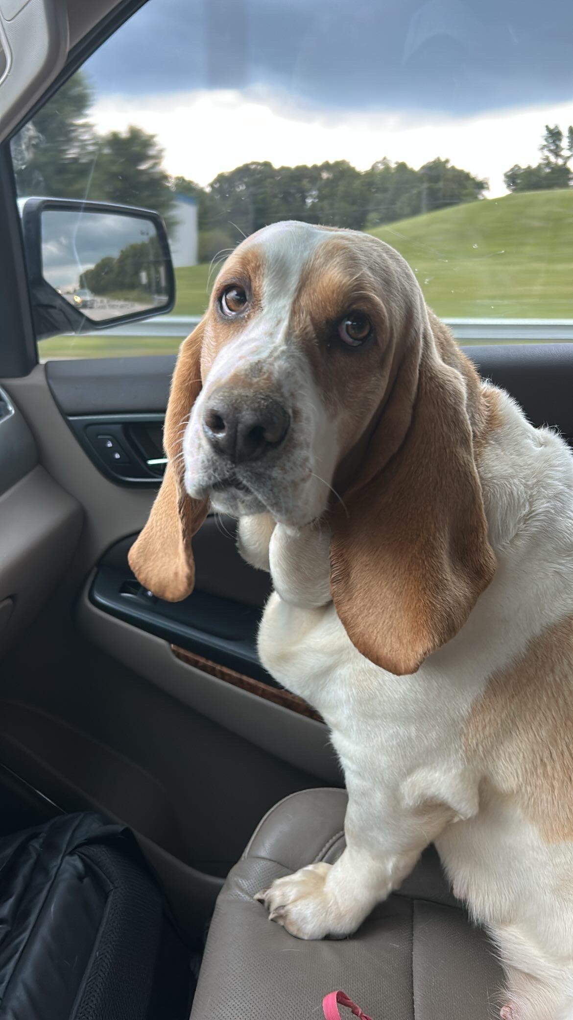 Enlarge Maisy, a Adopted Basset Hound in Covington, KY image 1/4