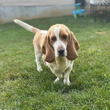 Maisy