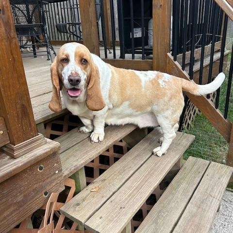 Enlarge Maisy, a Adopted Basset Hound in Covington, KY image 3/4