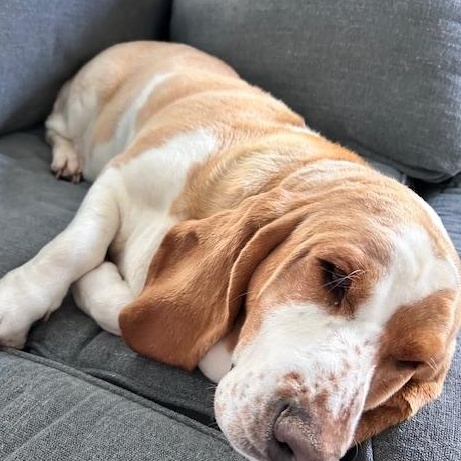 Enlarge Maisy, a Adopted Basset Hound in Covington, KY image 4/4