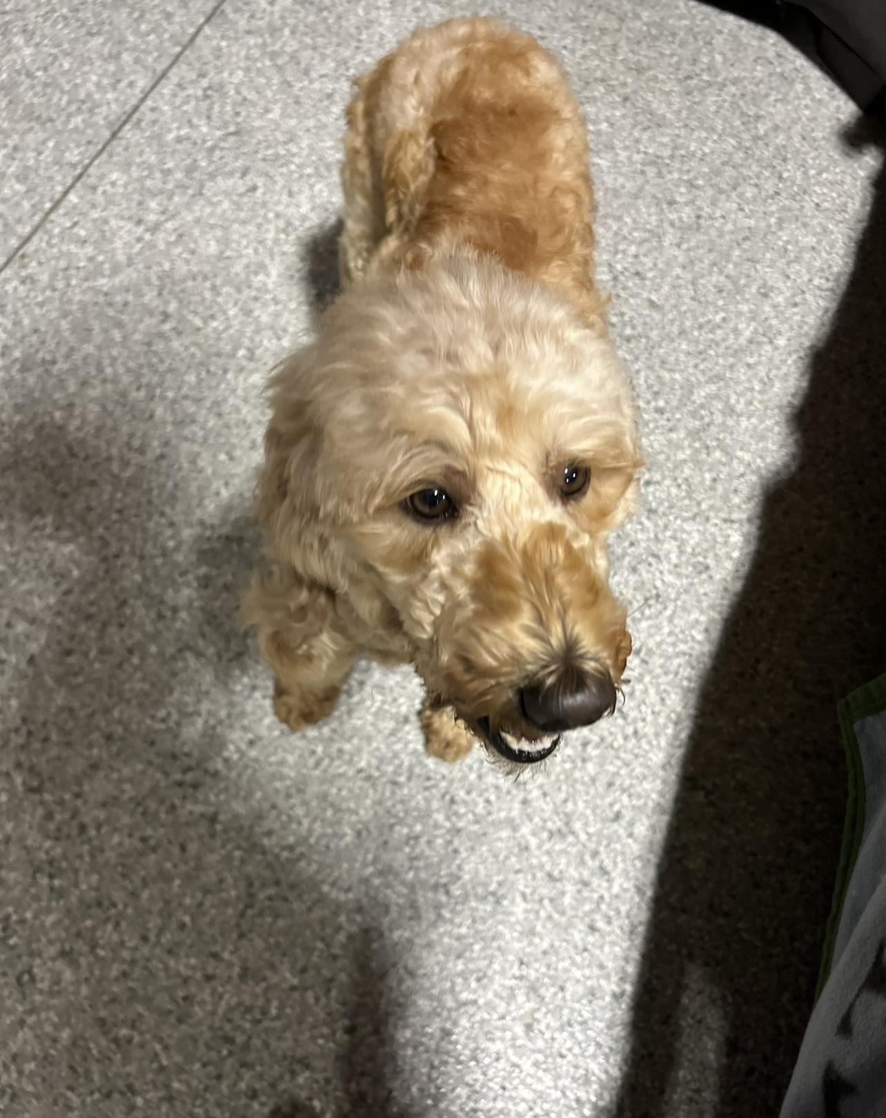 Enlarge Willow.  Mini , a Adoptable Goldendoodle in Maumee , OH image 1/4