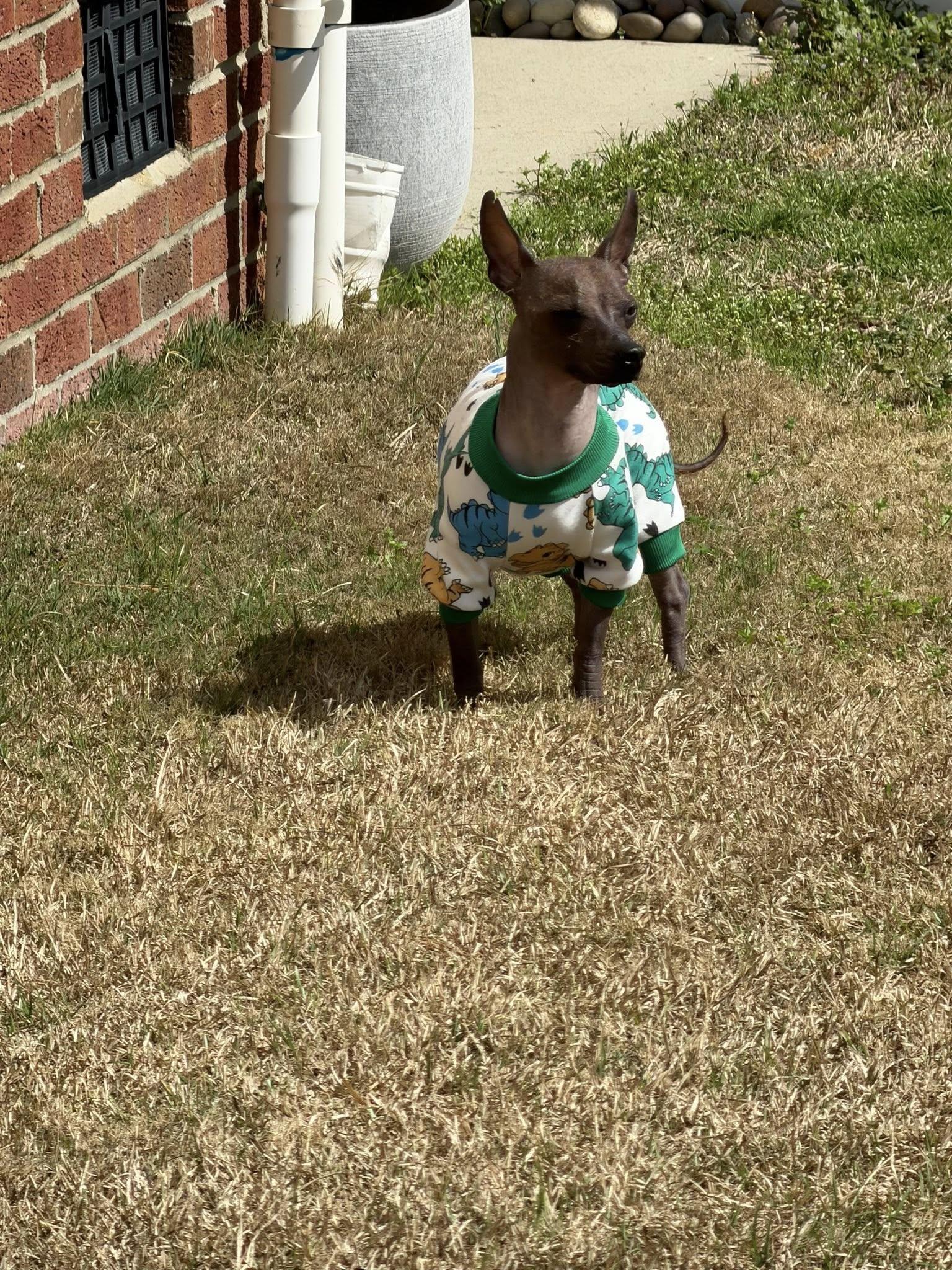 Enlarge Blu, an adopted mixed breed in Matthews, NC image 3/3