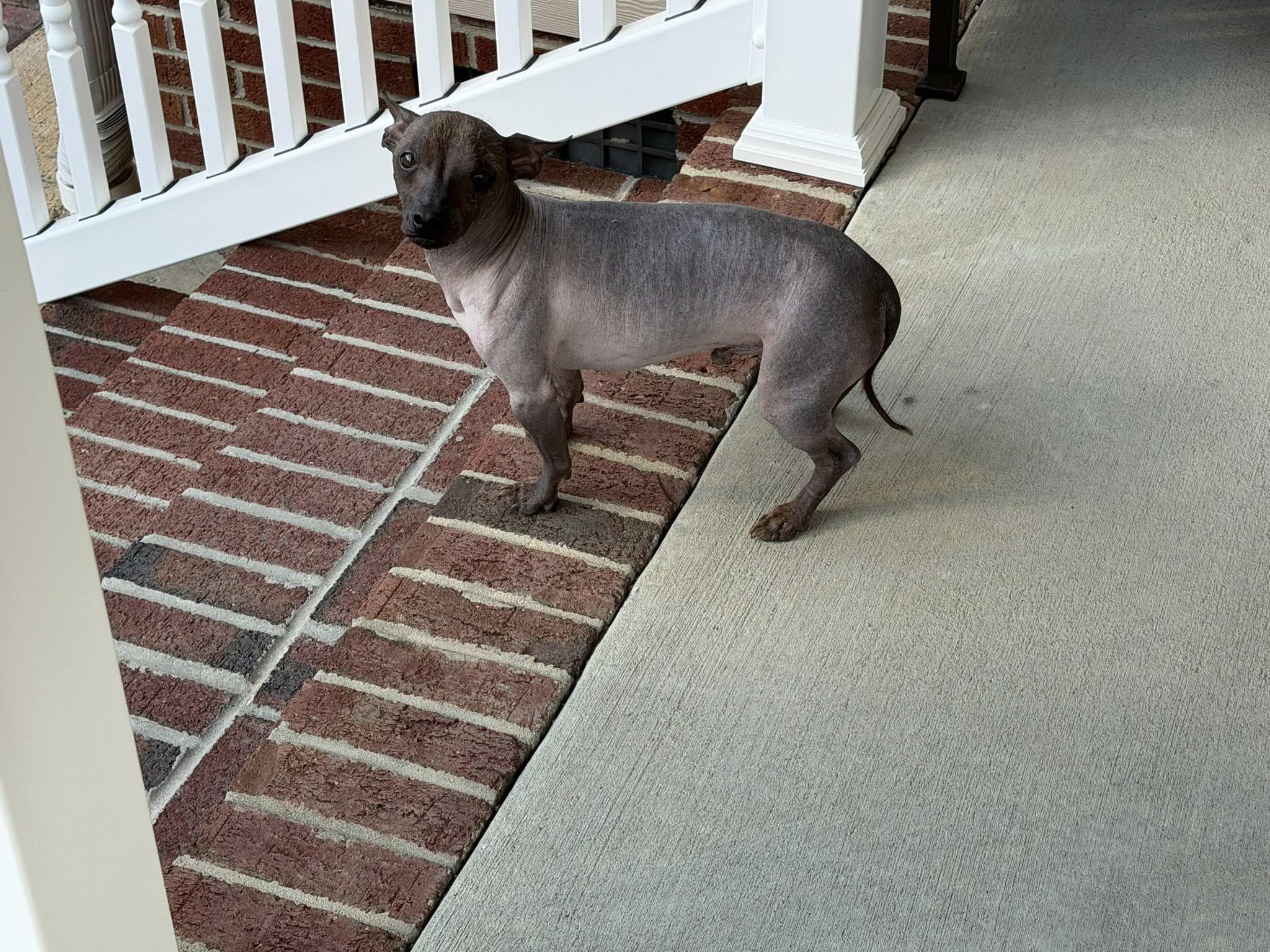 Blu, adopted, Adult Male Chinese Crested Dog & Chihuahua.