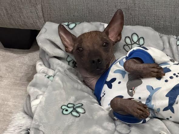 Enlarge Blu, an adopted mixed breed in Matthews, NC image 2/3