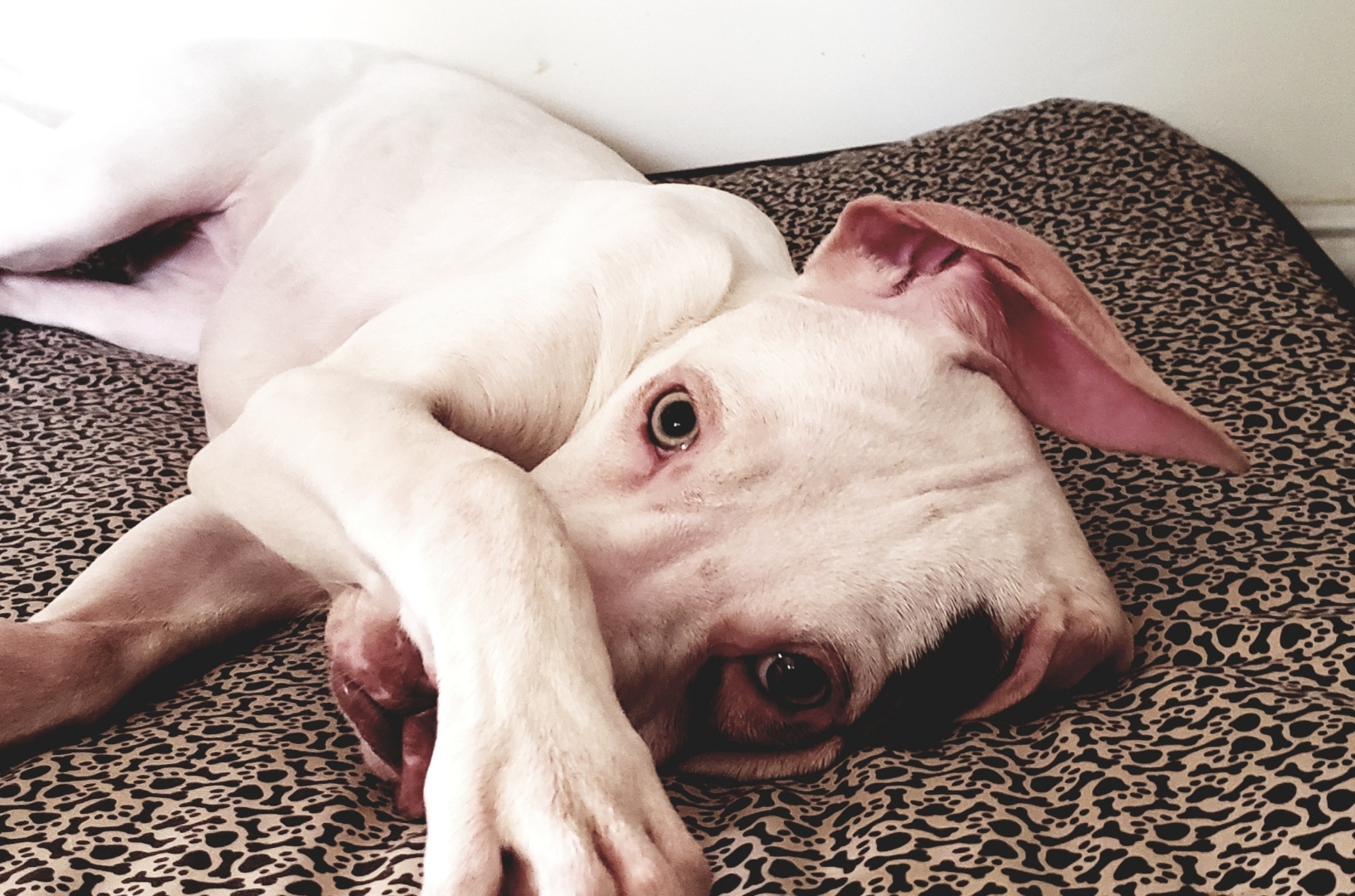 Enlarge Dot, a Adoptable mixed breed in Houston, TX image 1/12