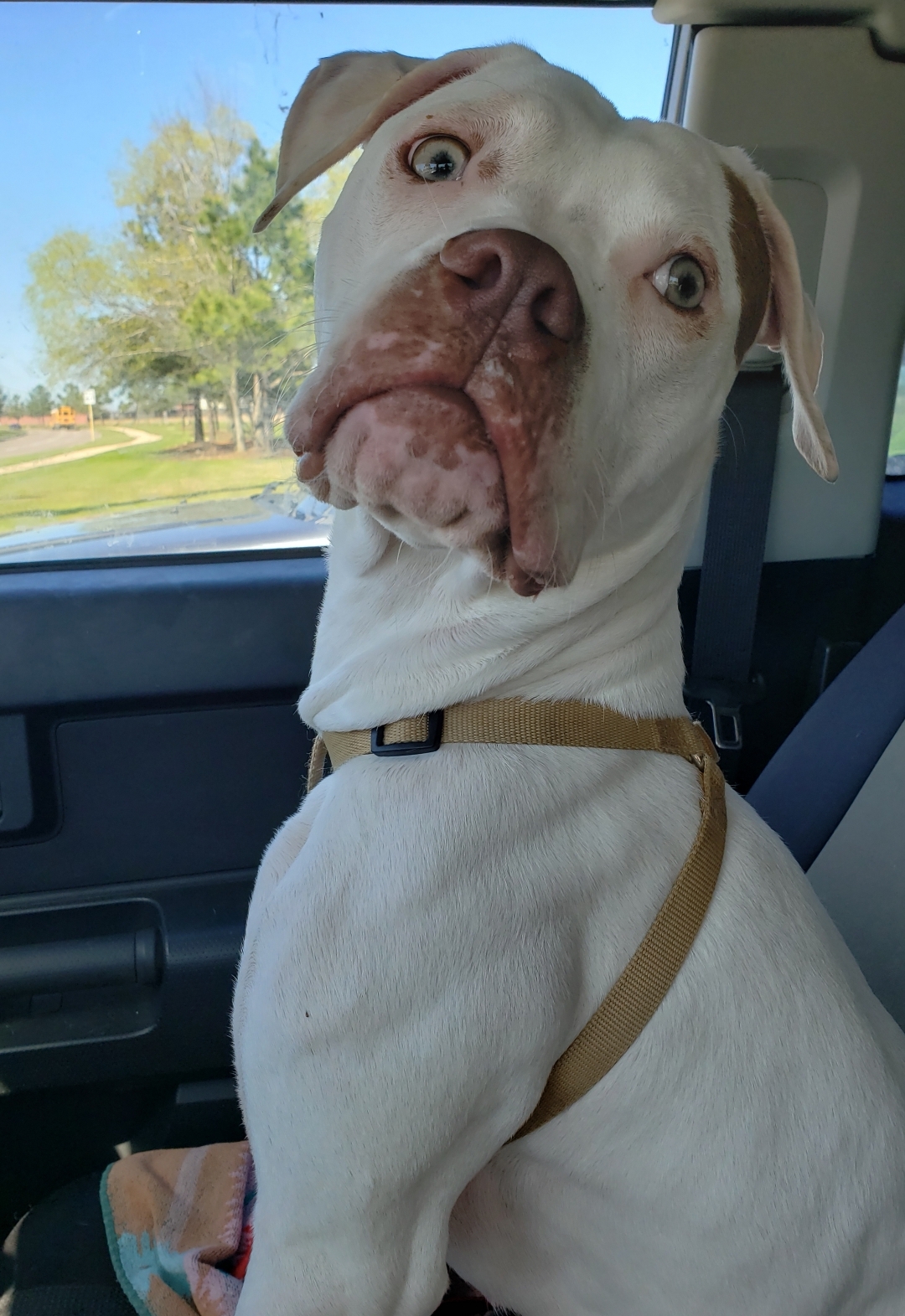 Enlarge Dot, a Adoptable mixed breed in Houston, TX image 2/12