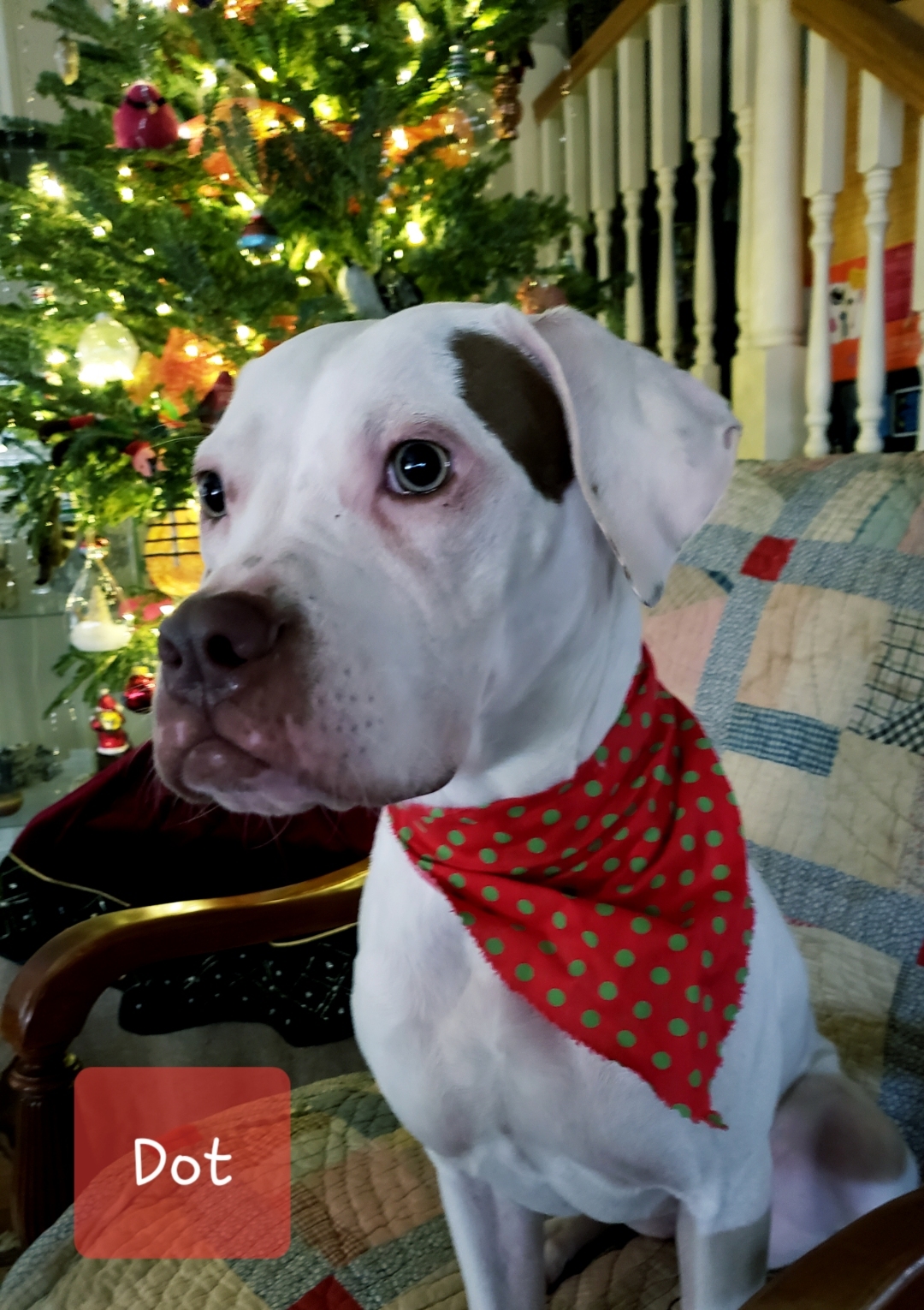 Enlarge Dot, a Adoptable mixed breed in Houston, TX image 3/12