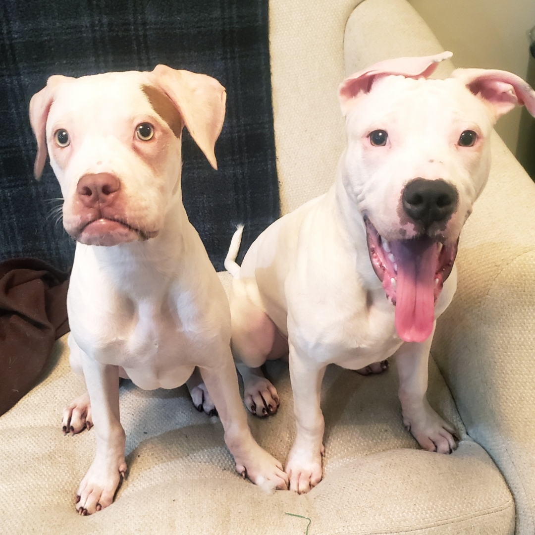 Enlarge Dot, a Adoptable mixed breed in Houston, TX image 4/12