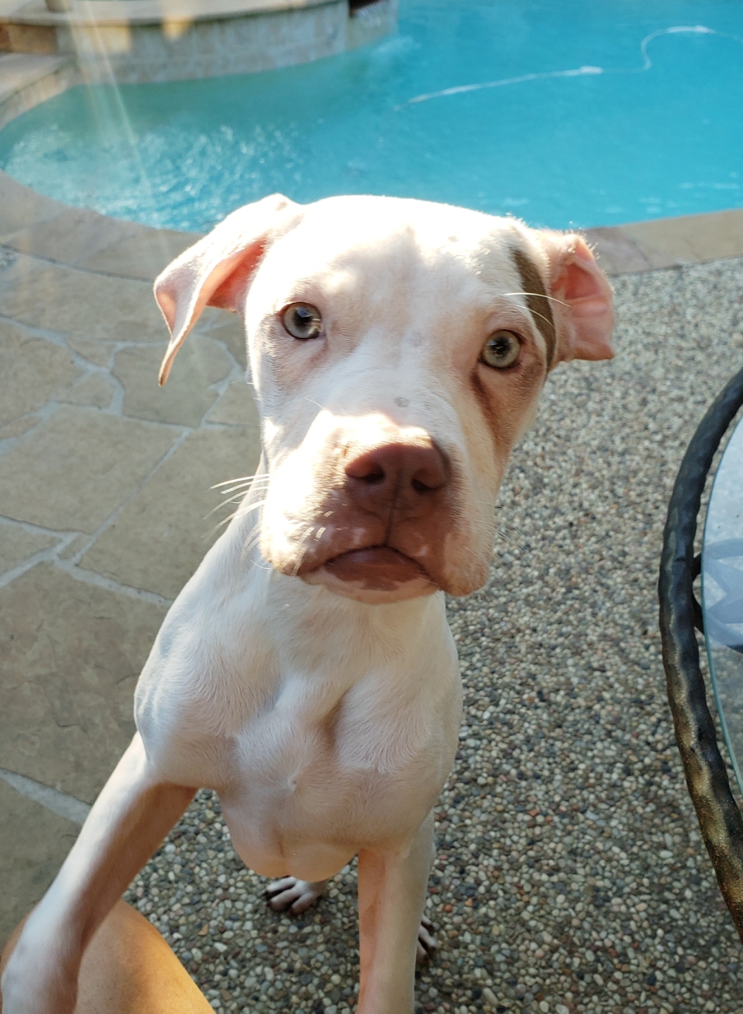 Enlarge Dot, a Adoptable mixed breed in Houston, TX image 6/12