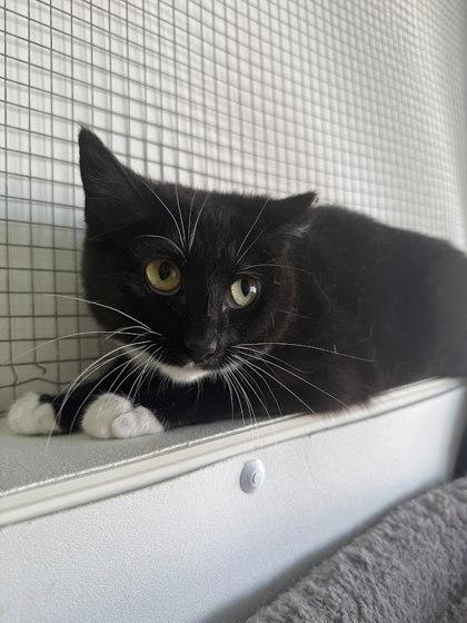 Enlarge Azalea, a Adoptable mixed breed in Winona, MN image 1/1
