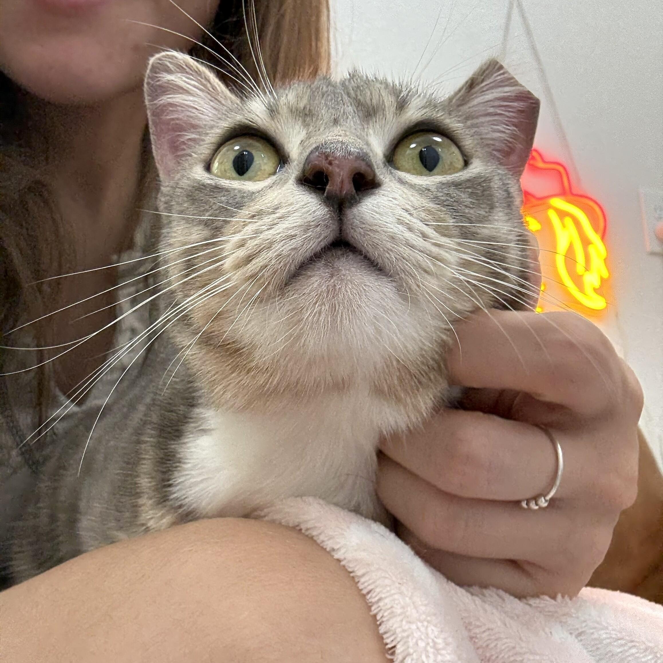 Angeli Merary — thumbnail 3