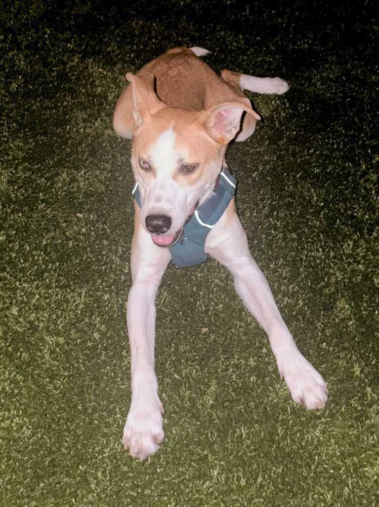 Enlarge David Bowie, a Adoptable mixed breed in Silver Spring, MD image 1/5