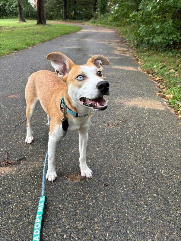 Enlarge David Bowie, a Adoptable mixed breed in Silver Spring, MD image 4/5