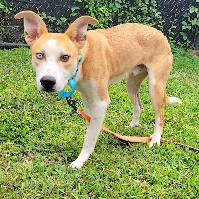 Enlarge David Bowie, a Adoptable mixed breed in Silver Spring, MD image 5/5