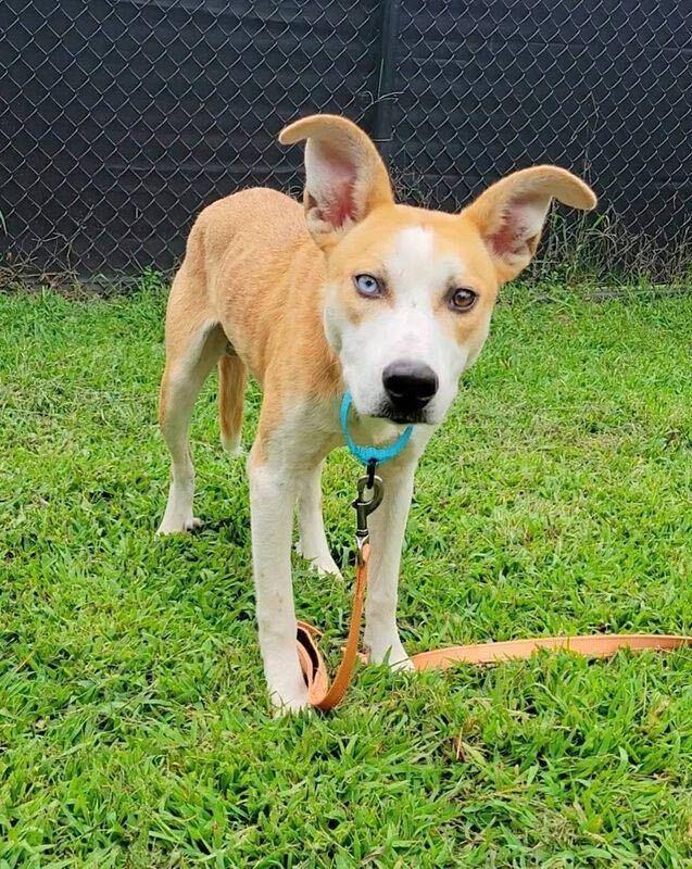 Enlarge David Bowie, a Adoptable mixed breed in Silver Spring, MD image 2/5