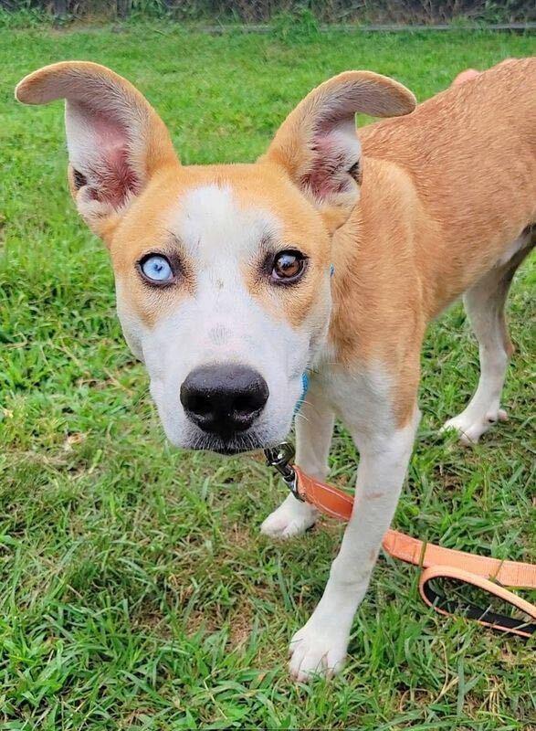 Enlarge David Bowie, a Adoptable mixed breed in Silver Spring, MD image 3/5