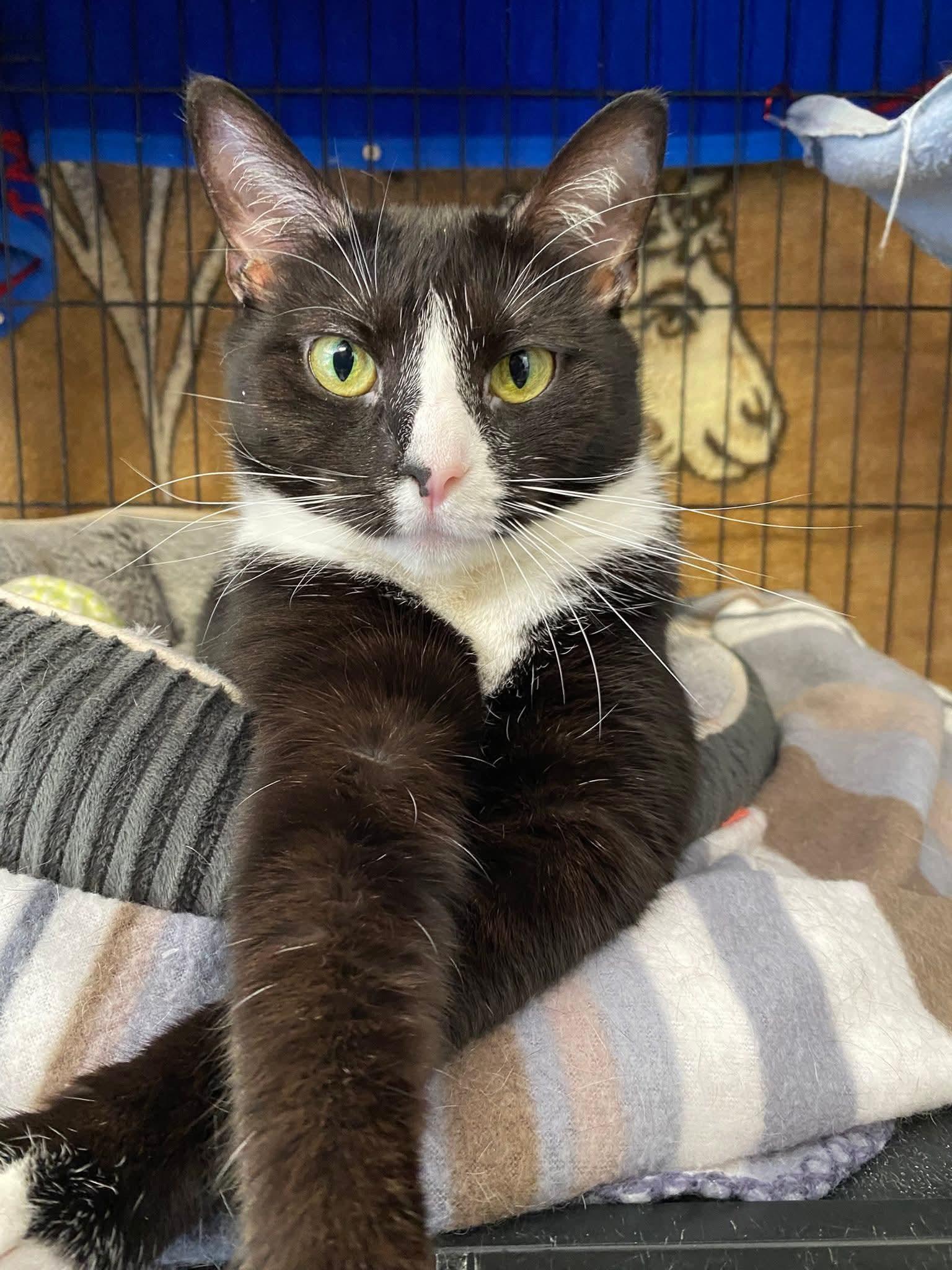 Olive oil, a Adoptable Domestic Short Hair in Hamburg, NY image 1/2