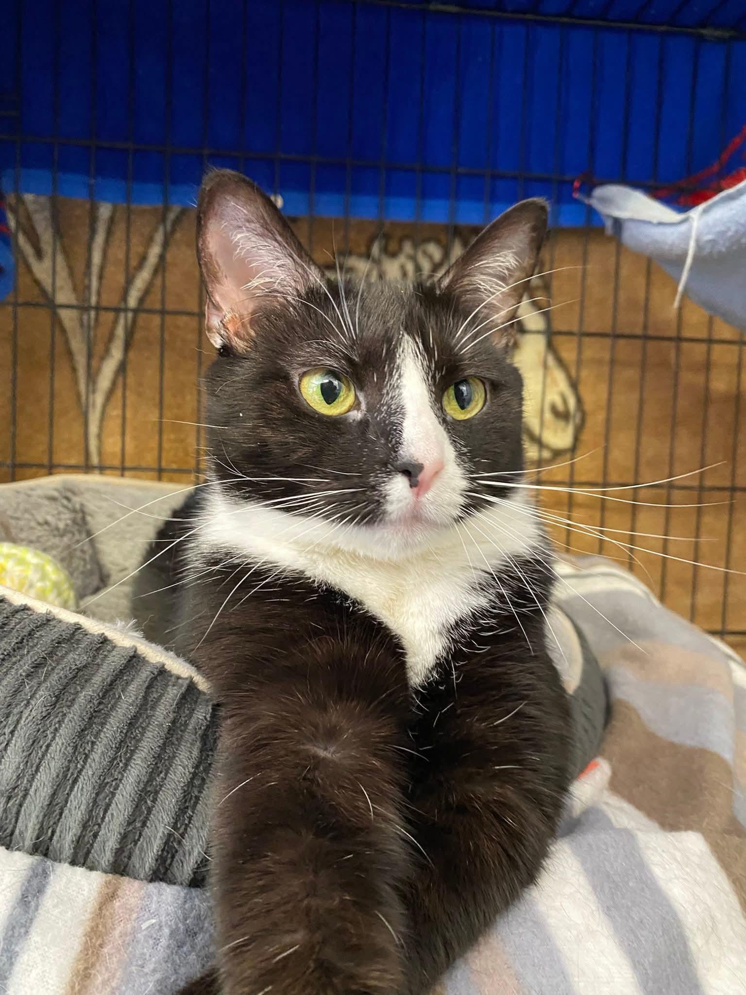 Olive oil, a Adoptable Domestic Short Hair in Hamburg, NY image 2/2