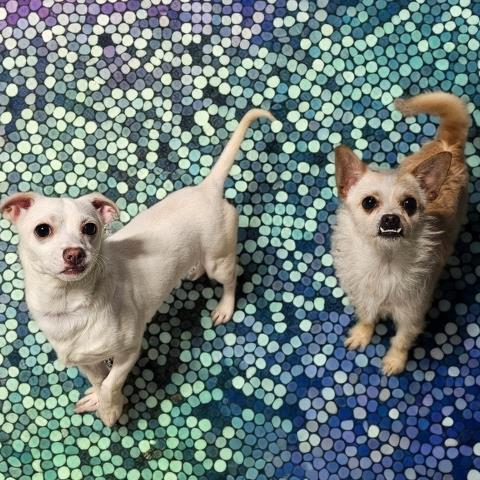 Enlarge BETTY & JUDY, a Adoptable Chihuahua in Clinton Township, MI image 1/1