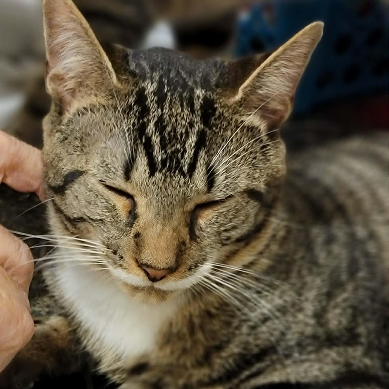 Enlarge Little Dipper, an adopted Domestic Short Hair in Myrtle Beach, SC image 2/3