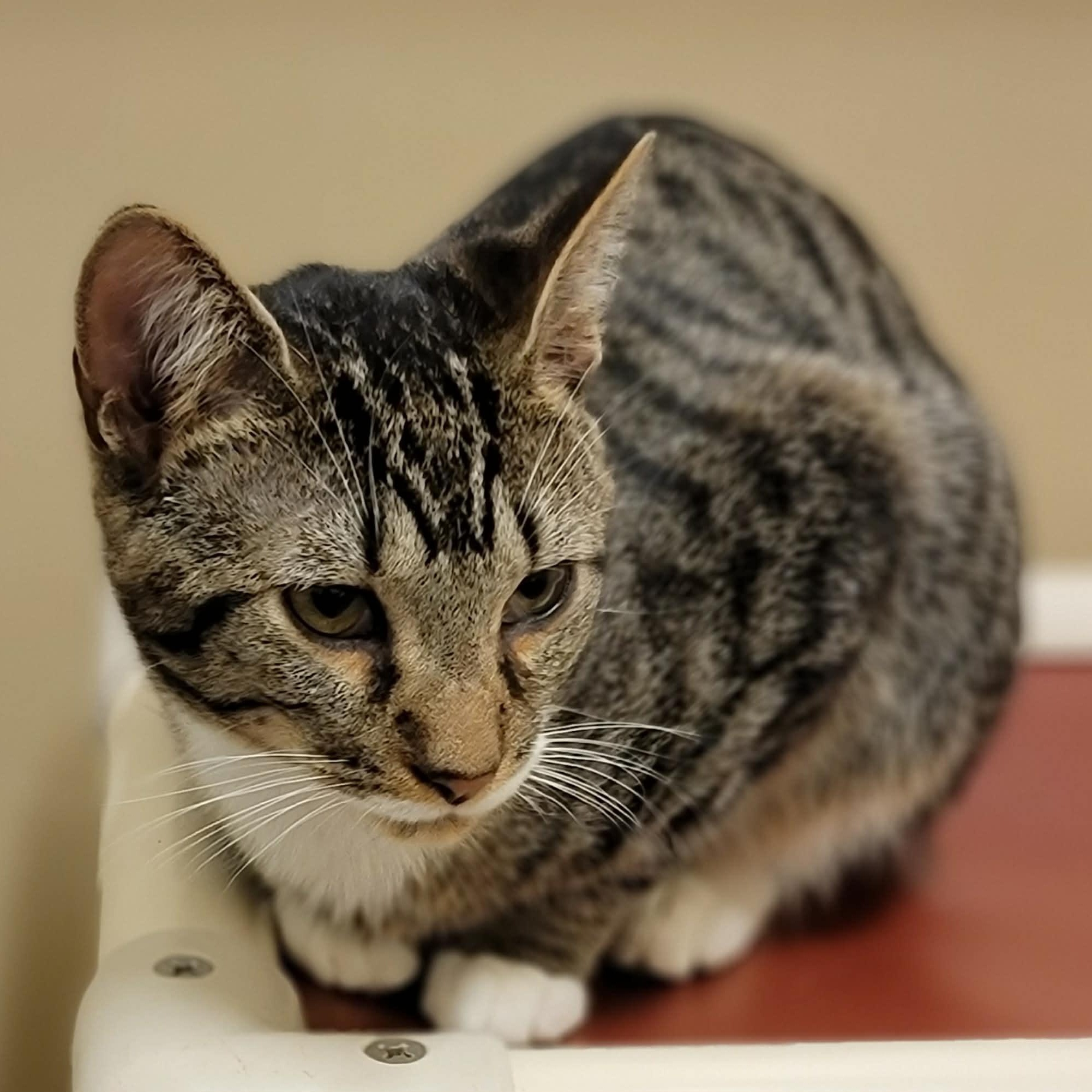 Little Dipper, adopted, Young Male Domestic Short Hair.