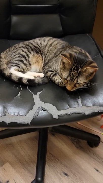 Enlarge Little Dipper, an adopted Domestic Short Hair in Myrtle Beach, SC video 3/3