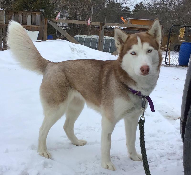 Zena, an adoptable Siberian Husky in Bancroft, ON, K0L 1C0 | Photo Image 4