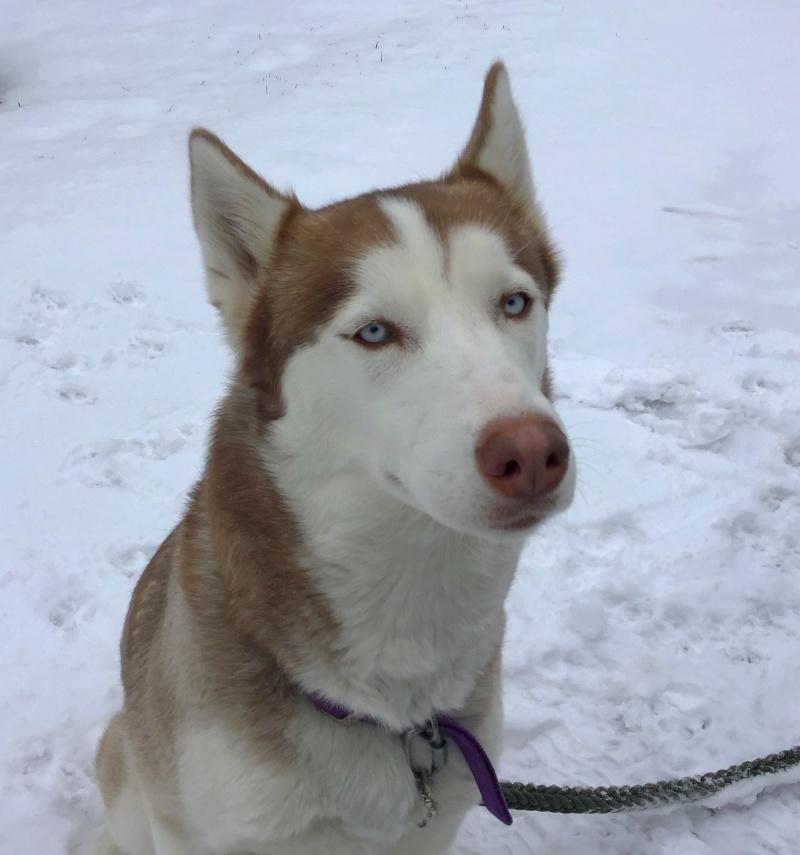Zena, an adoptable Siberian Husky in Bancroft, ON, K0L 1C0 | Photo Image 2