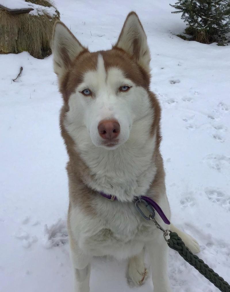 Zena, an adoptable Siberian Husky in Bancroft, ON, K0L 1C0 | Photo Image 1
