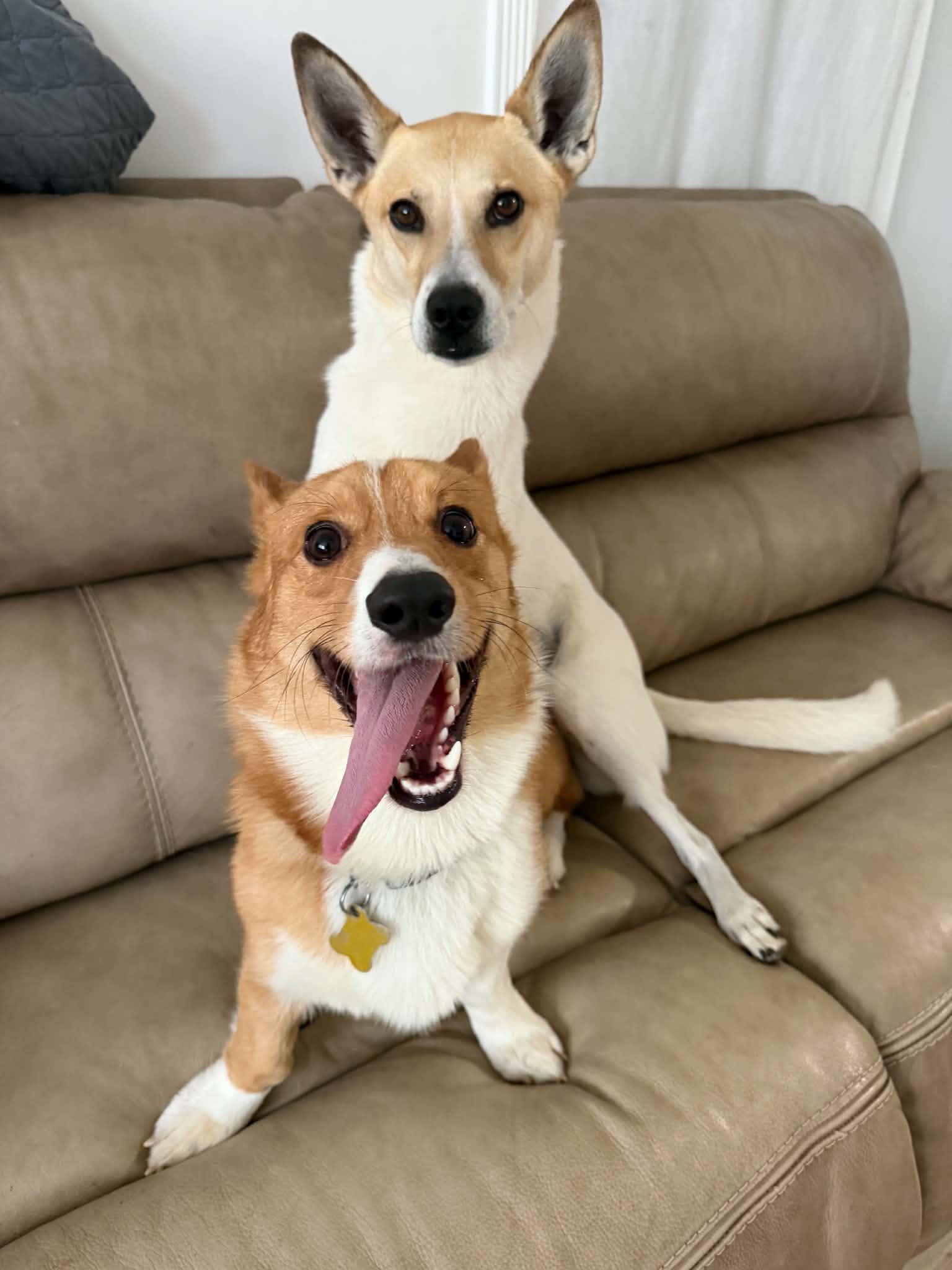 Enlarge Cinnamon butter, a Adoptable Corgi in Salt Lake City, UT image 1/3