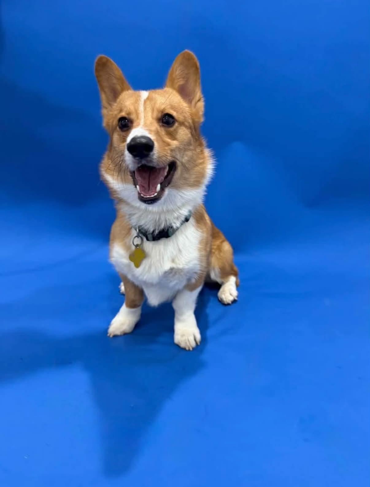 Enlarge Cinnamon butter, a Adoptable Corgi in Salt Lake City, UT image 3/3