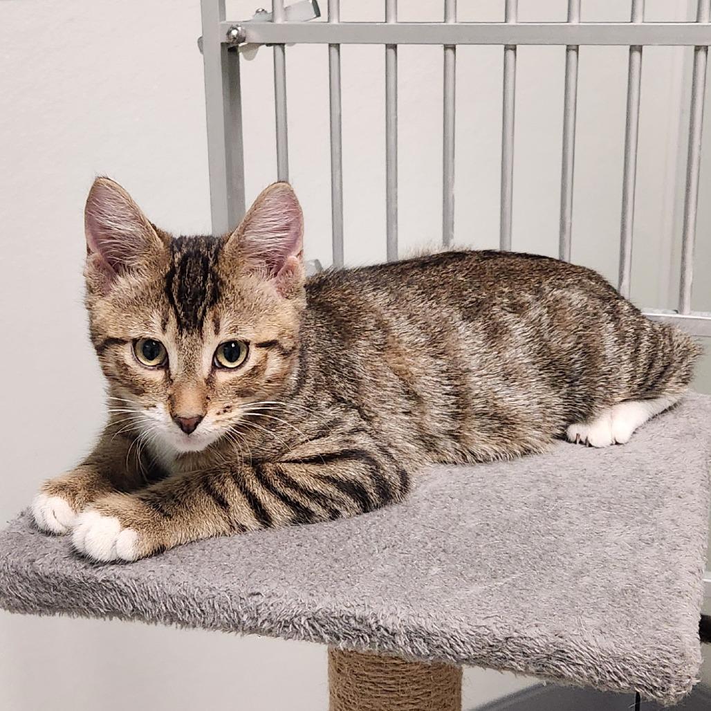 Toro, Adoptable, Kitten Male Domestic Short Hair.