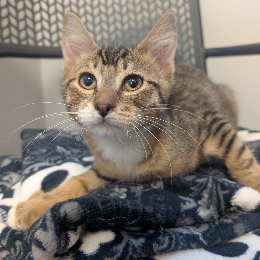 Enlarge Toro, a Adoptable Domestic Short Hair in Watertown, NY image 1/1