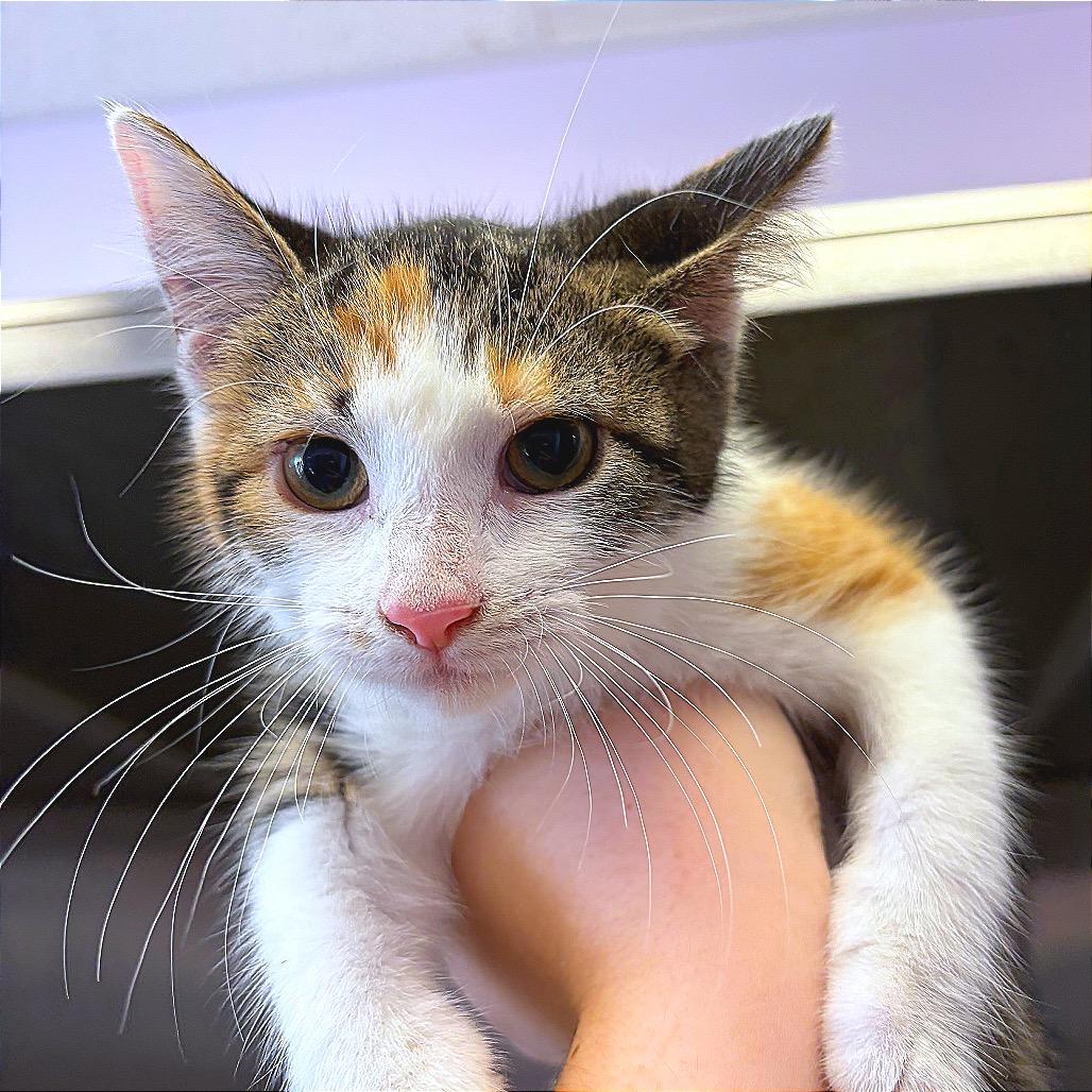 Enlarge Hermione, a Adoptable Domestic Short Hair in Hannibal, MO image 1/1