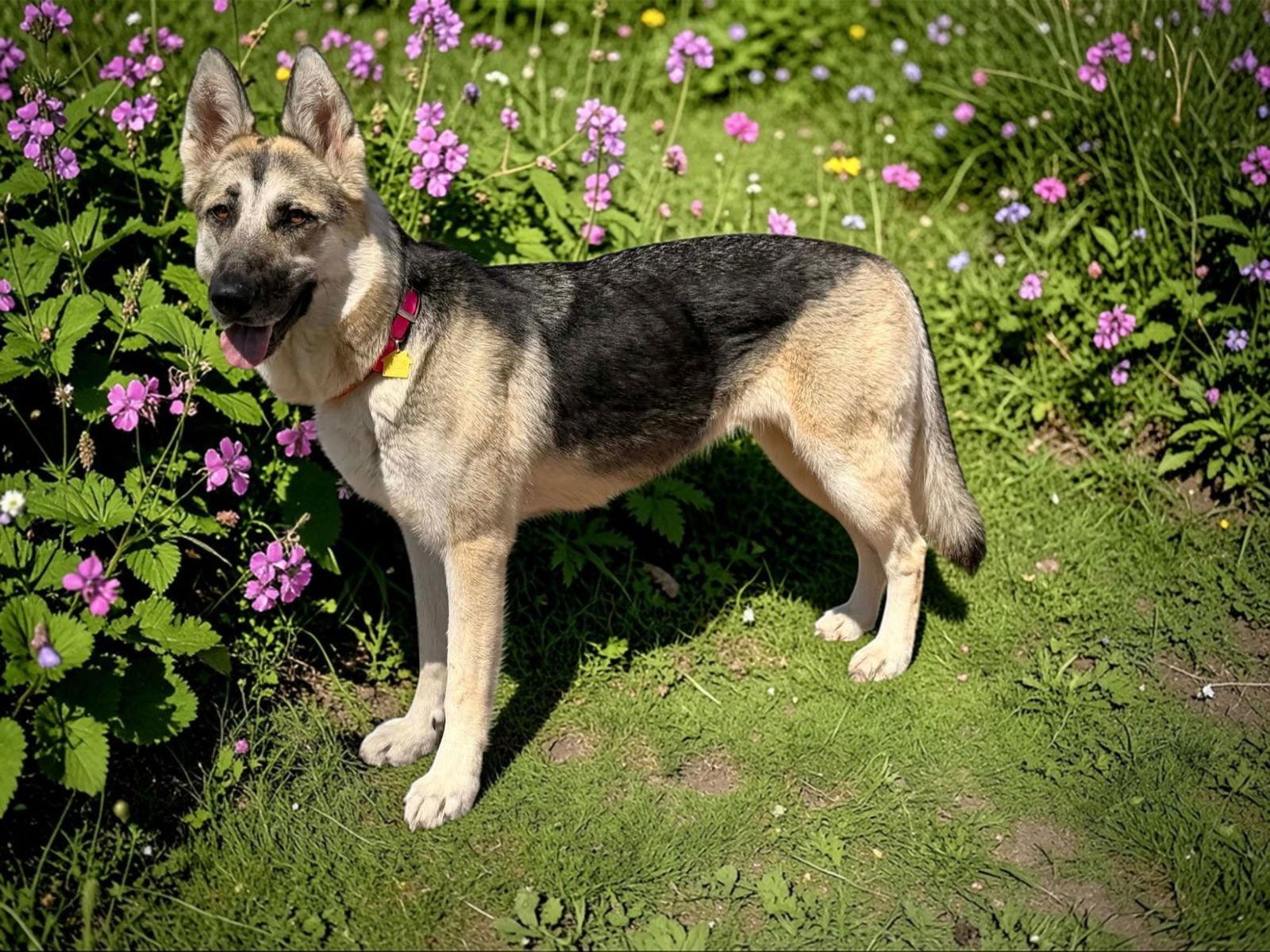 Enlarge Bizzie, a Adoptable German Shepherd Dog in Palm Harbor, FL image 2/3