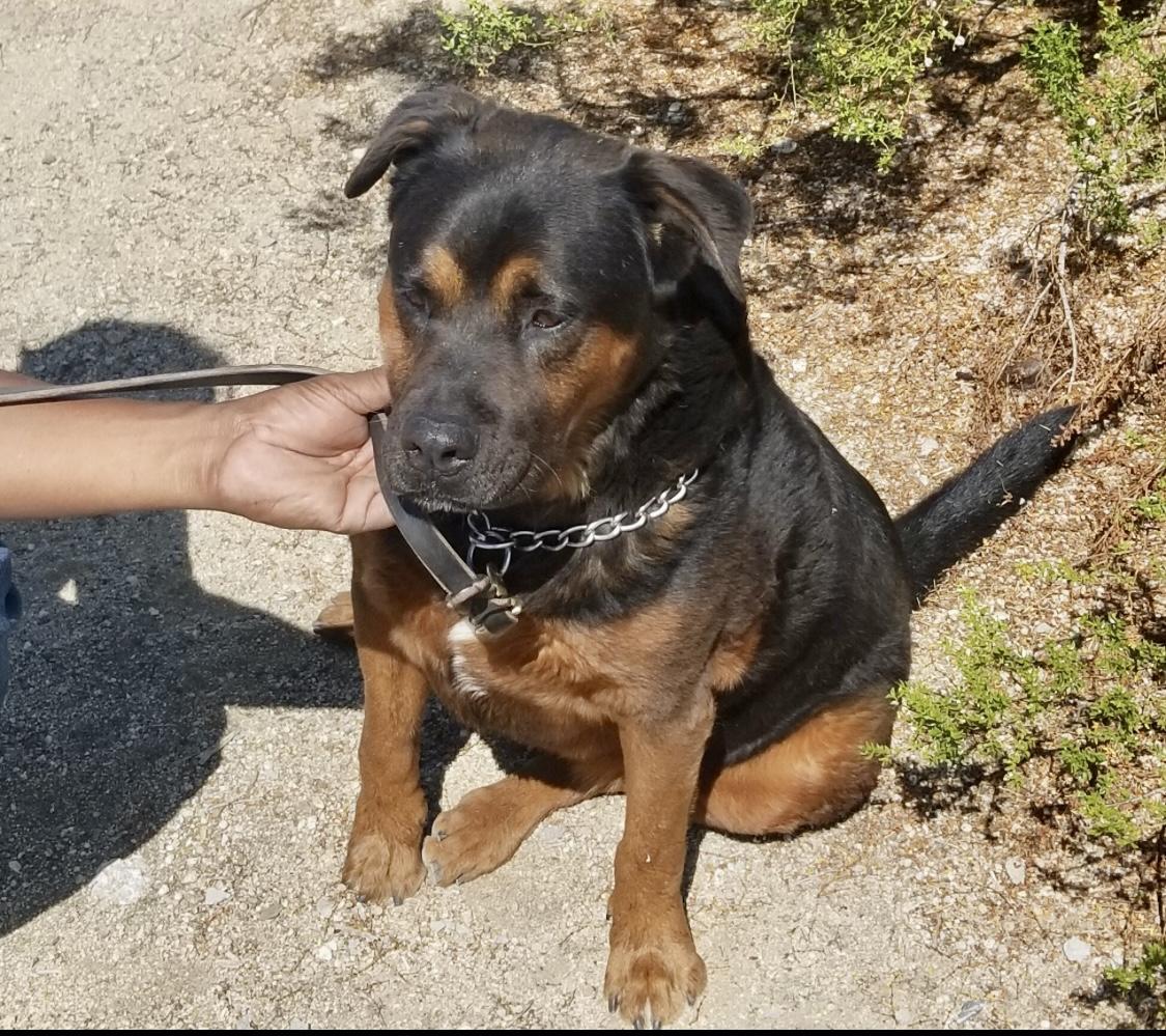 Enlarge Baby, a Adoptable Rottweiler in Littlerock, CA image 2/5