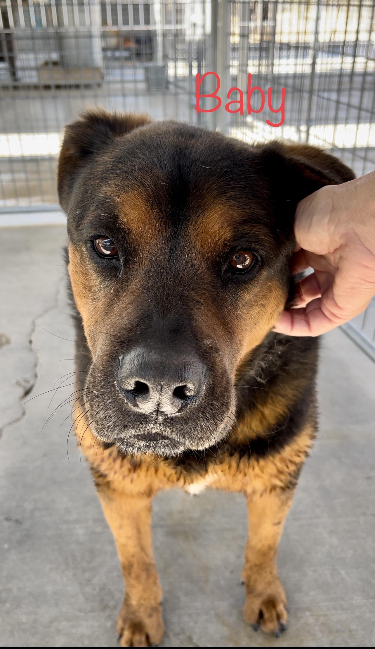 Baby, Adoptable, Senior Male Rottweiler.