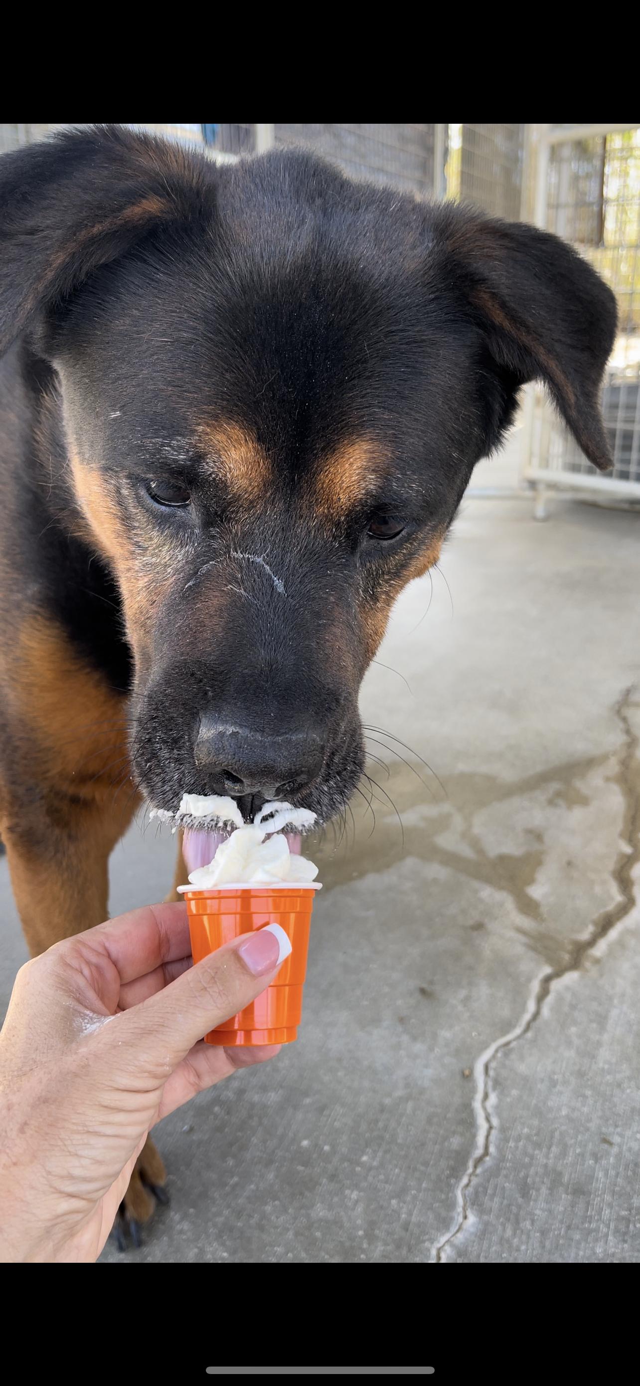 Enlarge Baby, a Adoptable Rottweiler in Littlerock, CA image 4/5