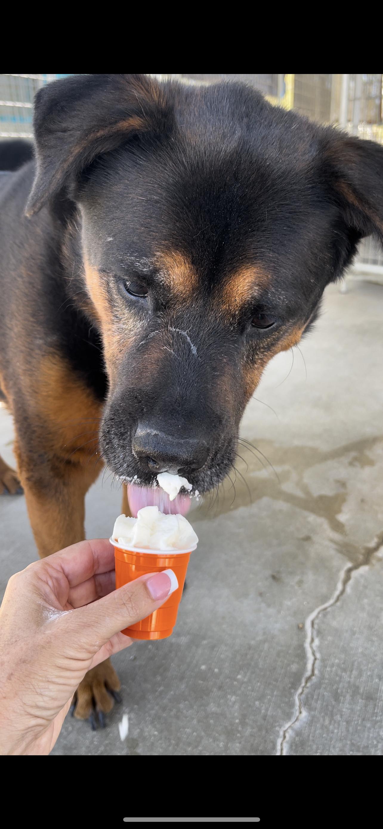 Enlarge Baby, a Adoptable Rottweiler in Littlerock, CA image 5/5