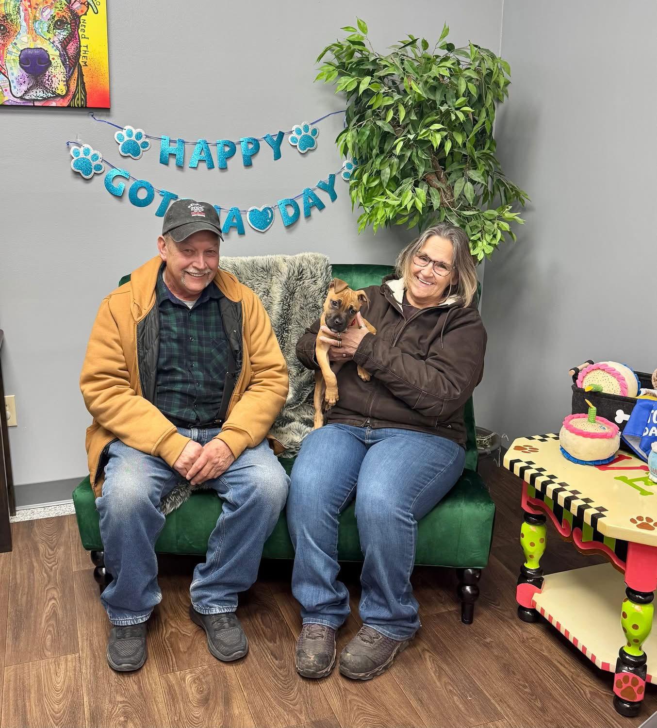 Enlarge Tina, a Adopted Rhodesian Ridgeback in Tonawanda, NY image 1/3