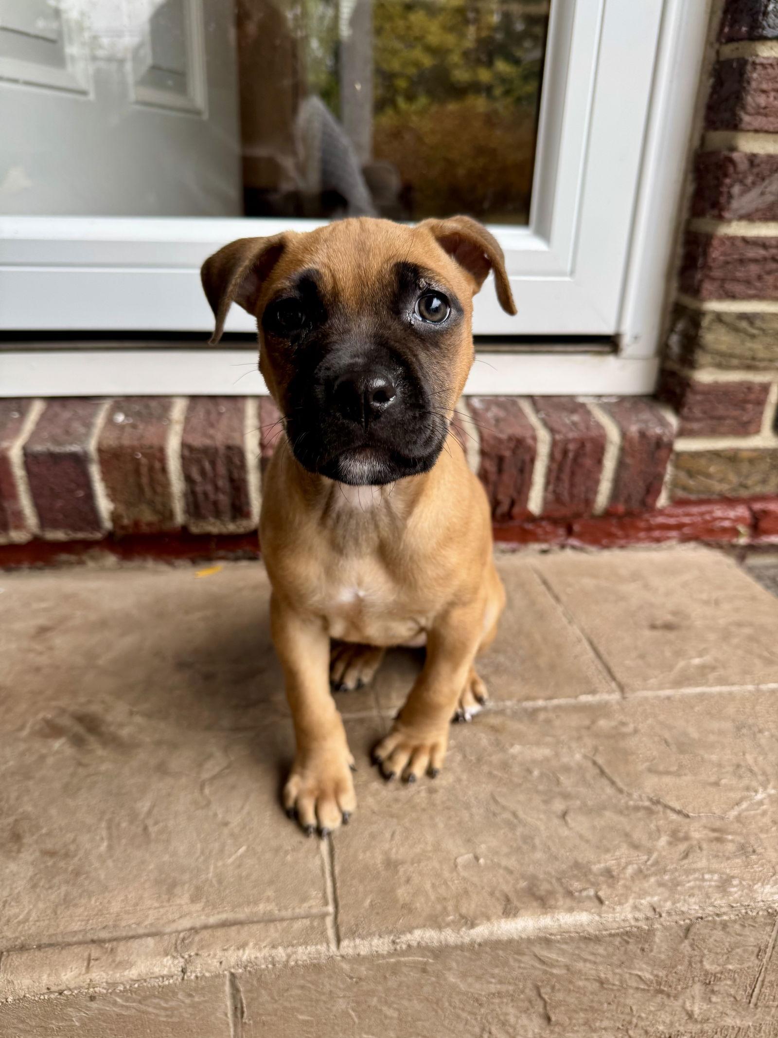 Enlarge Tina, a Adopted Rhodesian Ridgeback in Tonawanda, NY image 2/3