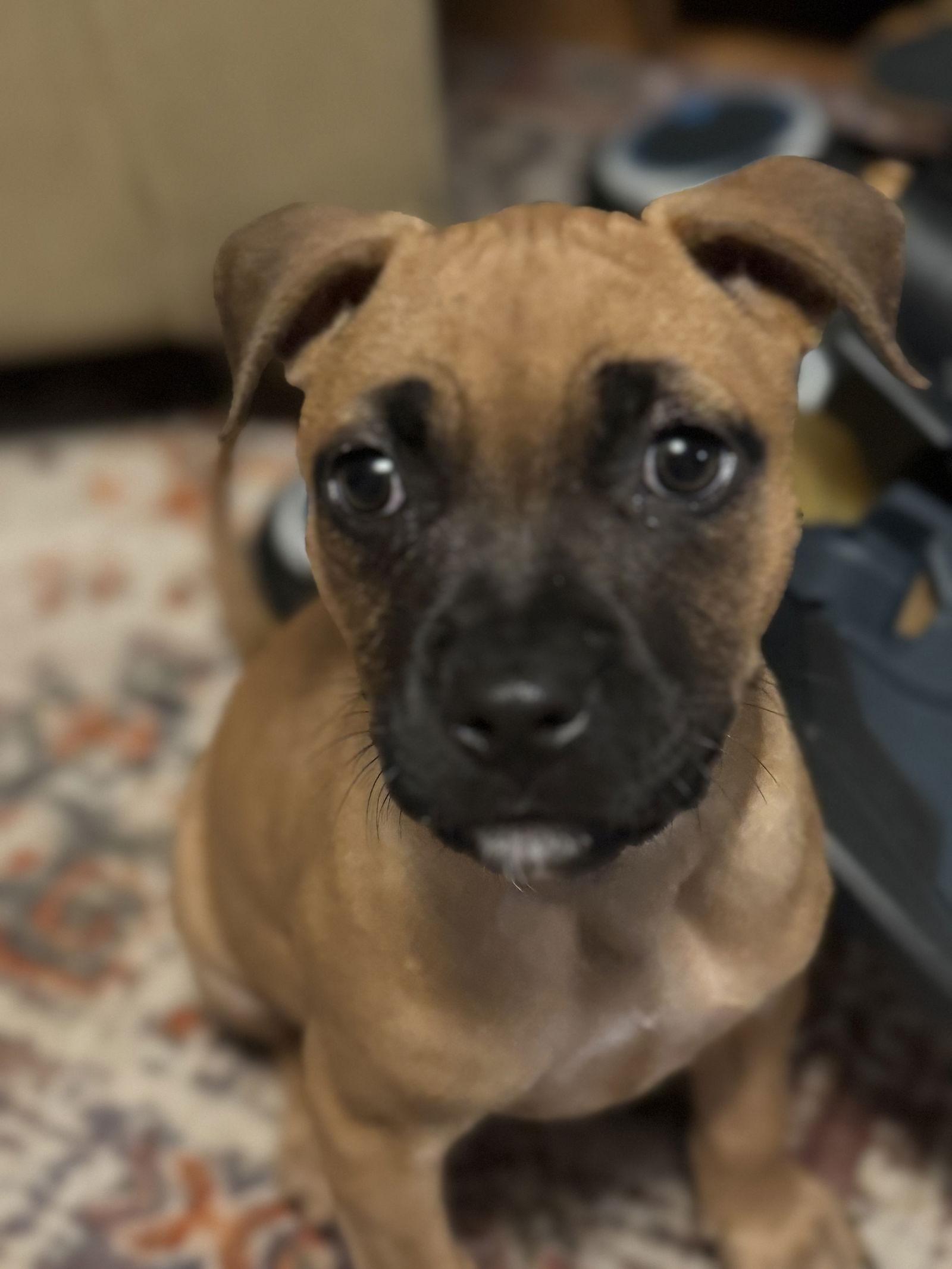 Enlarge Tina, a Adopted Rhodesian Ridgeback in Tonawanda, NY image 3/3